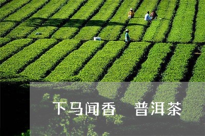 下马闻香 普洱茶/2023041096471